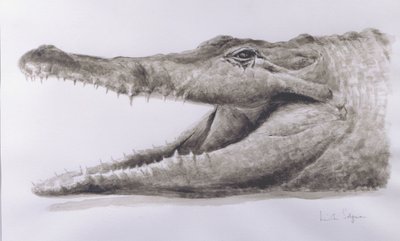 Crocodile, 2005 by Lincoln Seligman